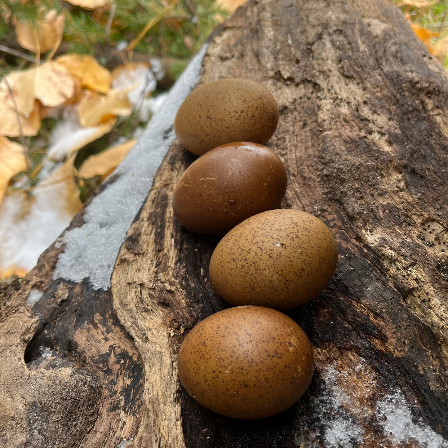 Dark Olive Egger Hatching Eggs | Wild Type Bronze