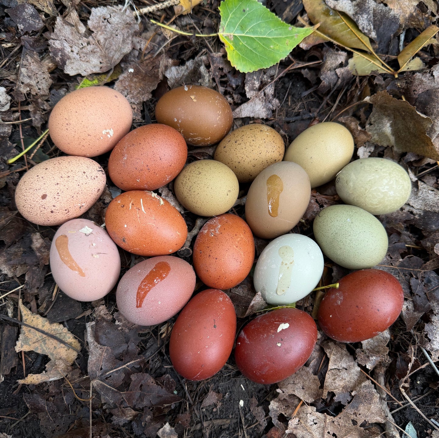 End of Season Hatching Egg Sale 🍂 FREE SHIPPING!