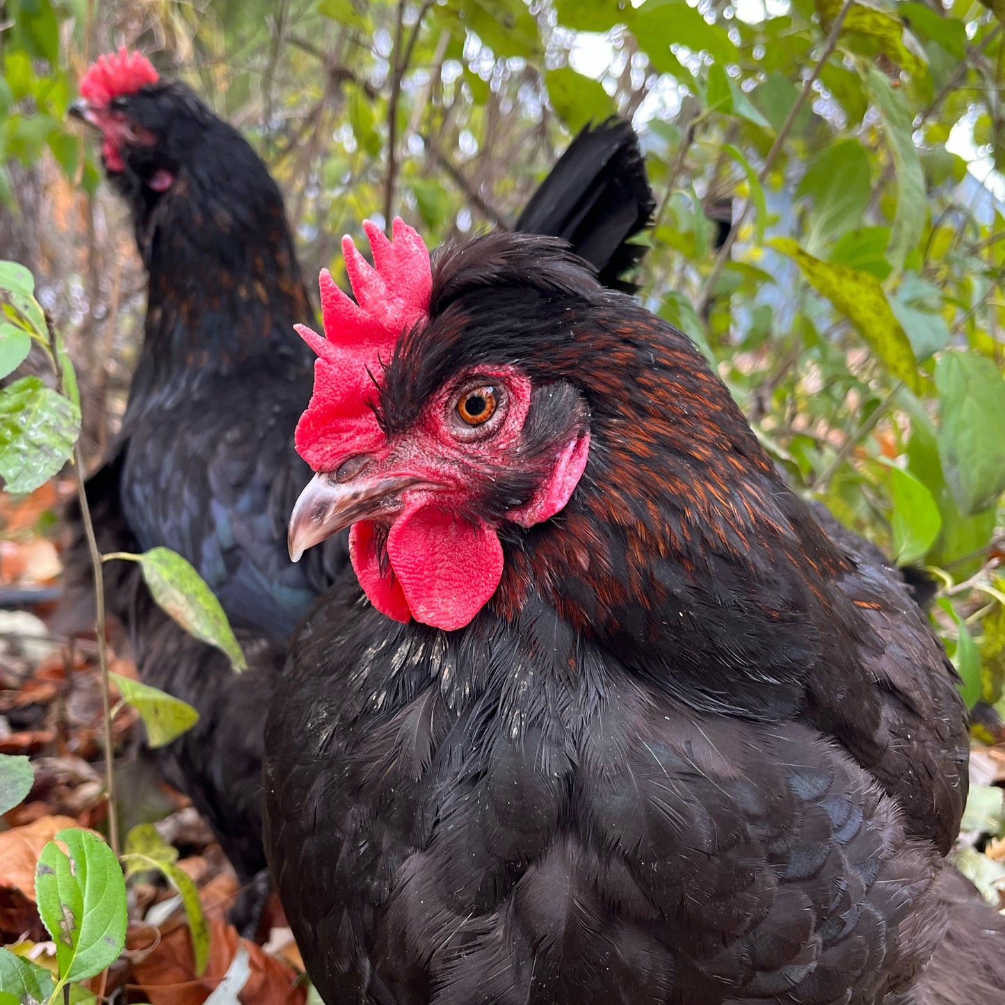 Wild Type Olive | Female Chick | Olive Egger Chicks