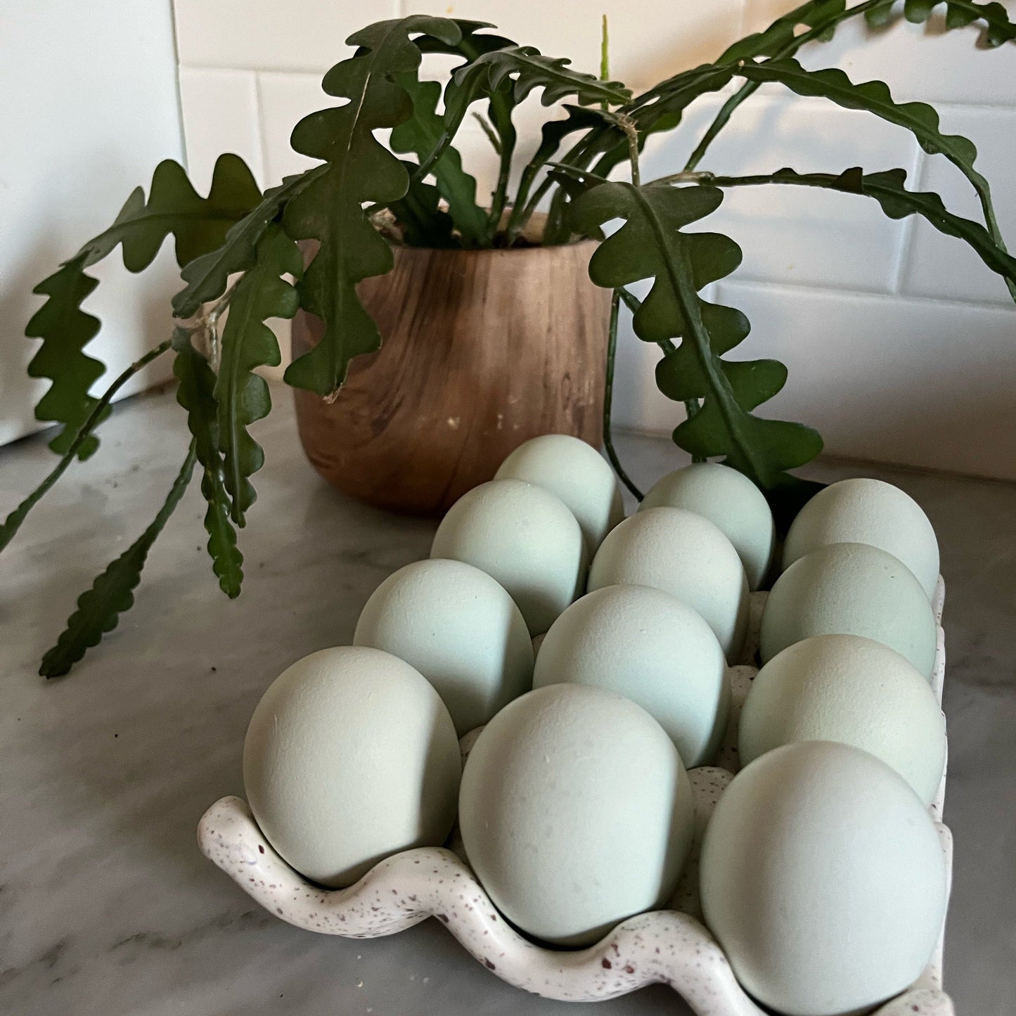 Wild Type Frizzle | Female Chick | Blue Egg Layer | Frizzled Easter Egger Chicks