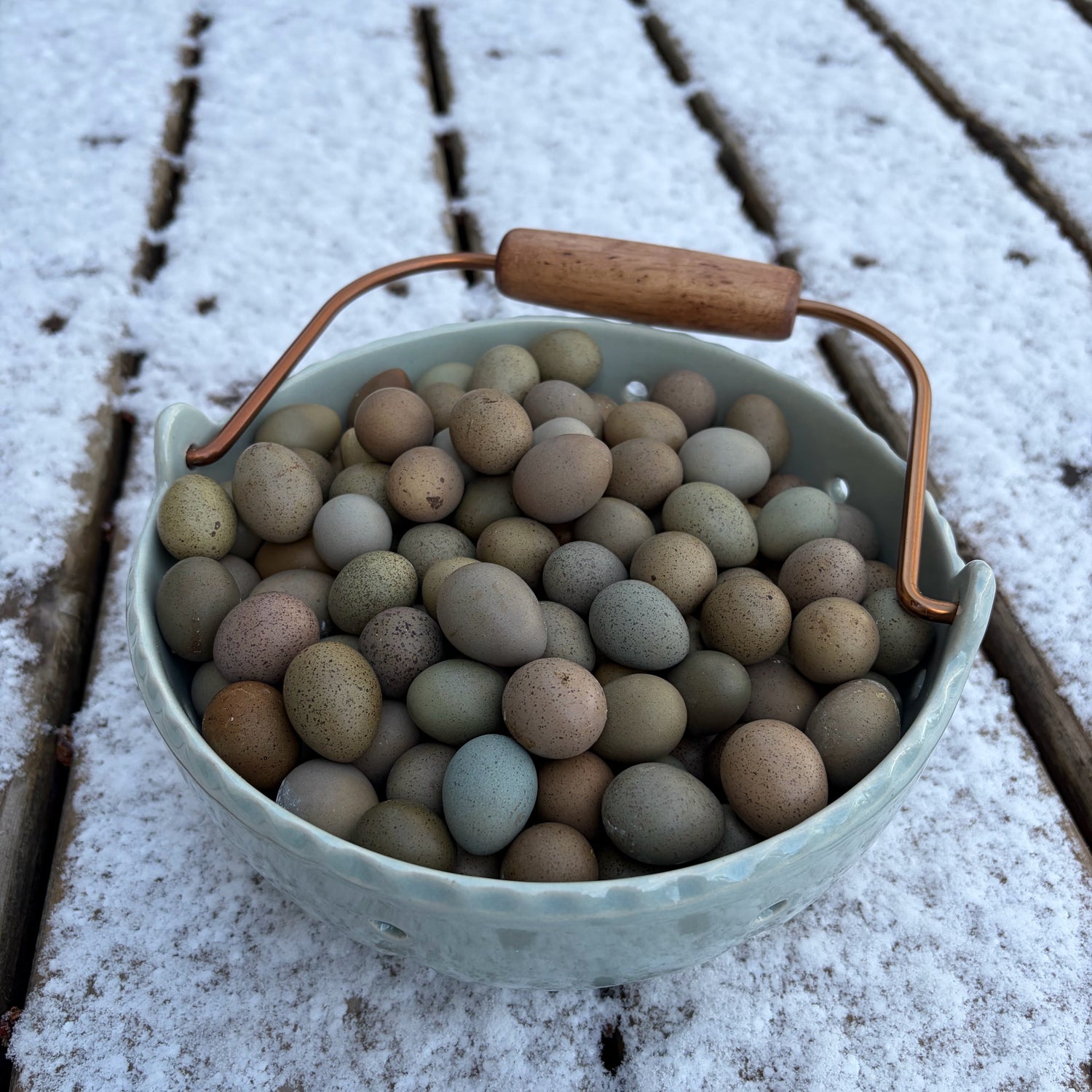 Button Quail