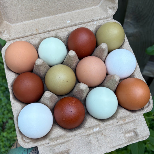 Rainbow Hatching Eggs | Wild Type Classic