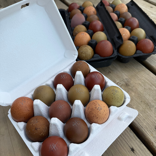 The Egg Collector’s Dozen | Rainbow Hatching Eggs