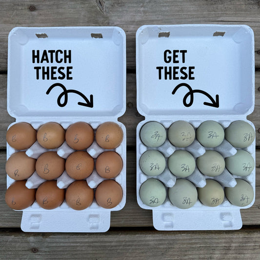 Green Egg Layer Hatching Eggs | Wild Type Green