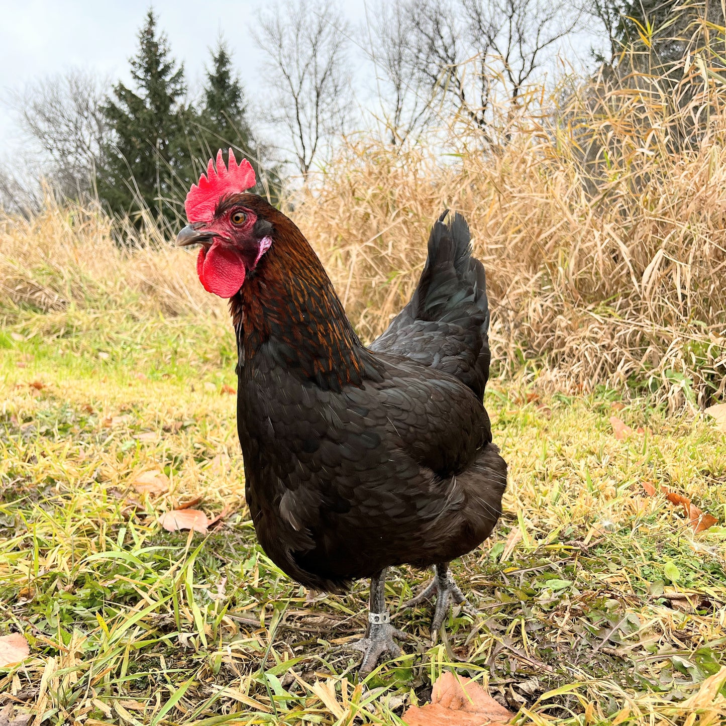 Wild Type Chocolate | Female Chick | Dark Brown Egg Layer | Chocolate Egger Chicks
