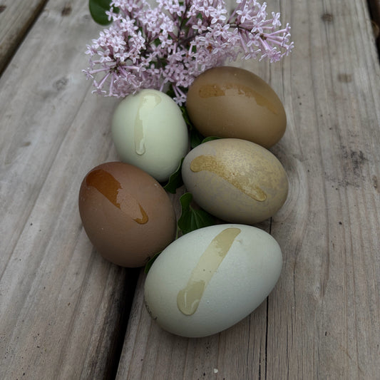 Heavy Bloom Olive Egger Hatching Eggs | Wild Type Patina