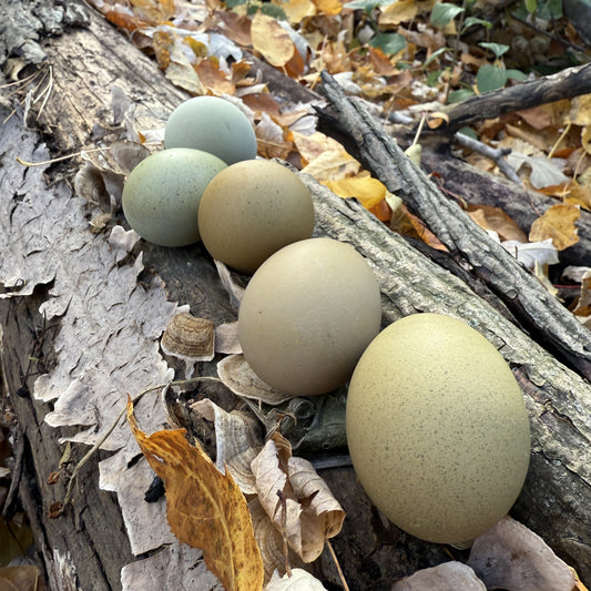 Wild Type Olive | Female Chick | Olive Egger Chicks