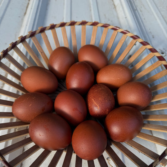 Wild Type Chocolate | Female Chick | Dark Brown Egg Layer | Chocolate Egger Chicks