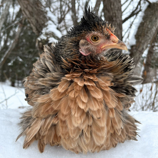 Wild Type Frizzle | Female Chick | Blue Egg Layer | Frizzled Easter Egger Chicks